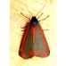 Cinnabar Moth Hipocrita jacobaeae Larvae 